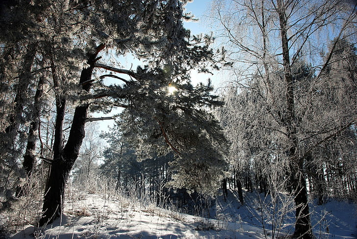 lithuania, wood, trees, snow, hoarfrost, light, HD wallpaper