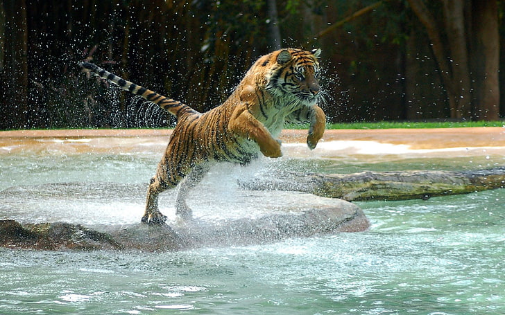 brauner und schwarzer Tiger, Tiger, Tiere, HD-Hintergrundbild