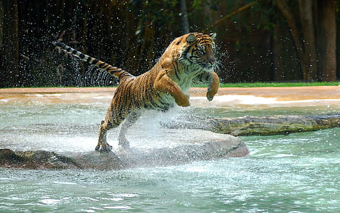 brun och svart tiger, tiger, djur, HD tapet HD wallpaper
