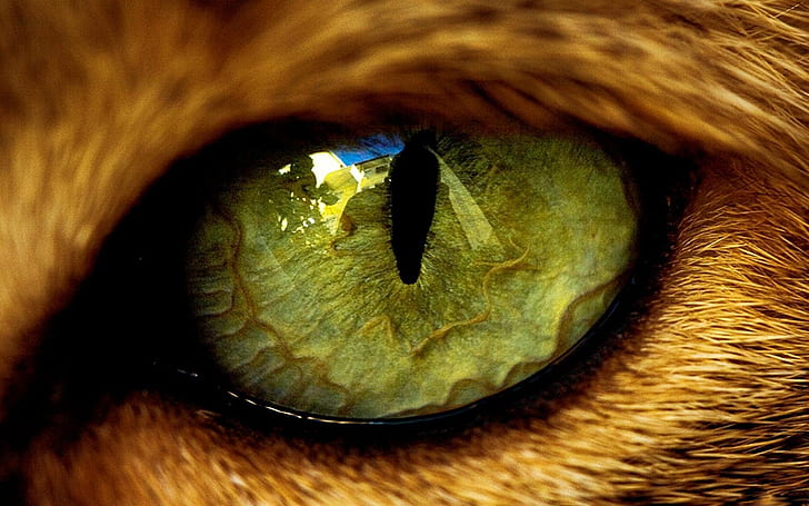Котки, котка, едър план, око, зелено, лъв, HD тапет
