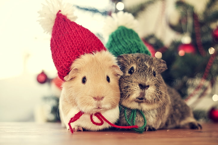 two gray and brown chinchillas, Love, Tree, Christmas, Animals, Winter, Vintage, New Year, Holiday, Colourful, Bokeh, Cute, Sweet, Cold, In Love, rest, Couple, Colorful, Mouse, Cozy, HD wallpaper