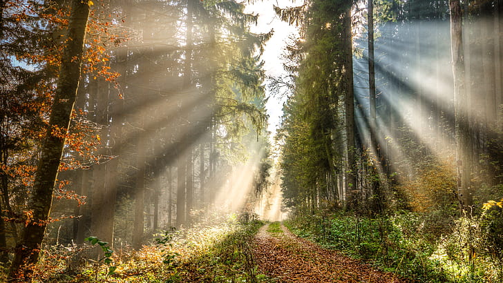 sun ray, forest, woodland, rays, autumn forest, forest path, sunlight, path, autumn, HD wallpaper