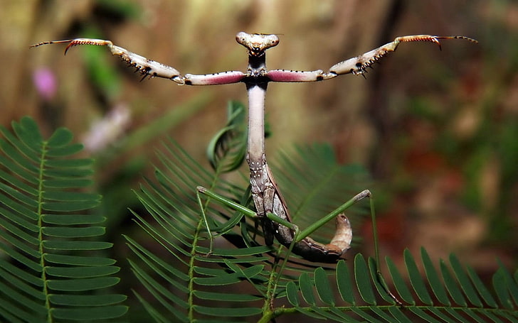 multicolored stick mantis, forest, plant, insect, legs, mantis, HD wallpaper