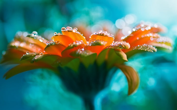 Gerbera naranja flor de margarita, sin título, flores, macro, gotas de agua, Fondo de pantalla HD
