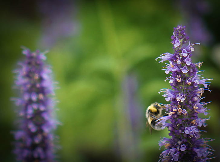 honey bee on purple flower selective focus photography, Another day, bee!  honey, honey bee, purple flower, selective focus, photography, bumble bee, insect, flower, nature, bee, purple, pollination, summer, close-up, plant, macro, HD wallpaper