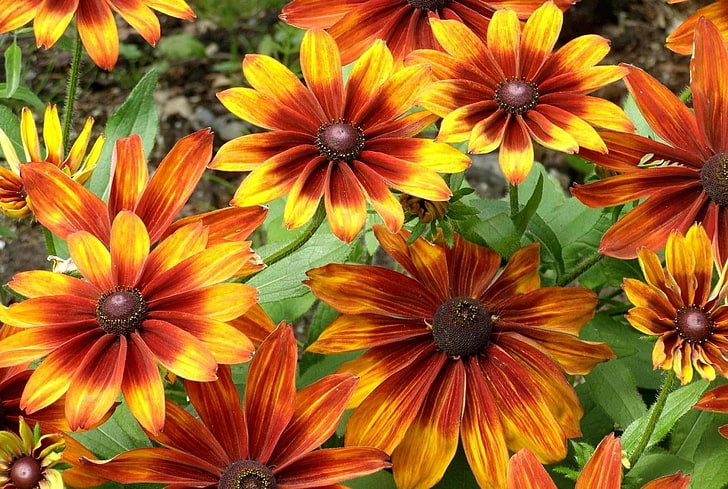 yellow-and-brown petaled flowers, rudbeckia, flowers, bright, flowerbed, light, HD wallpaper