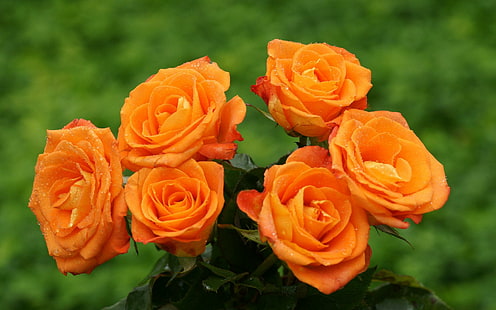Оранжев букет от рози, природа, рози, портокал, цветя, 3d и абстрактно, HD тапет HD wallpaper