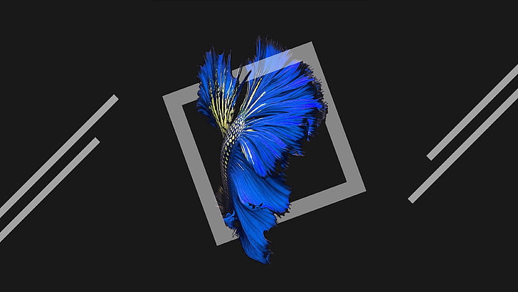 Синьо, 4K, тъмен фон, риба, черно, iOS, хармония, HD тапет