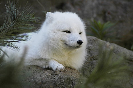 cão branco de pelagem média, raposa do ártico, animais, HD papel de parede HD wallpaper