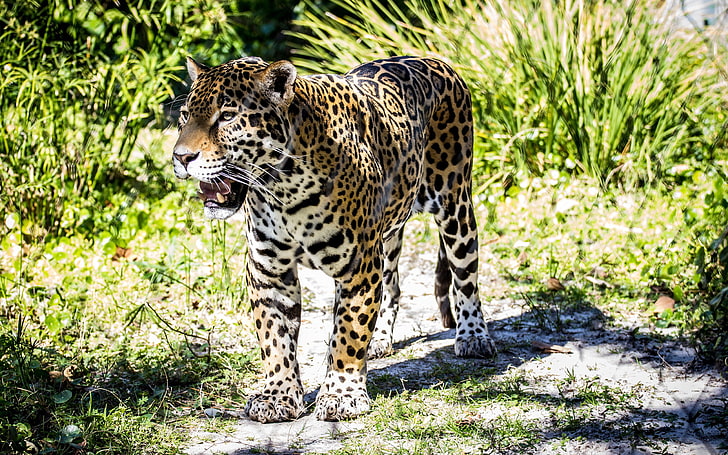 jaguar, HD tapet
