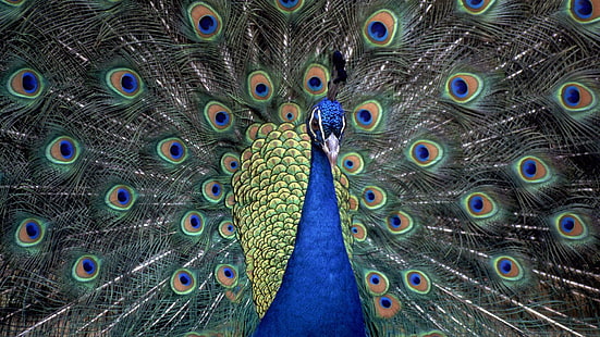 Scoppiare di colore, morbido, uccello, piume, colori, animali, pavone, colorati, graziosi, blu, animali, Sfondo HD HD wallpaper