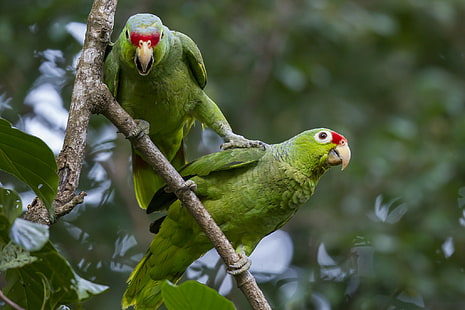 Pair parrots on branch, forest, branch, parrot, pair, bird, HD wallpaper HD wallpaper