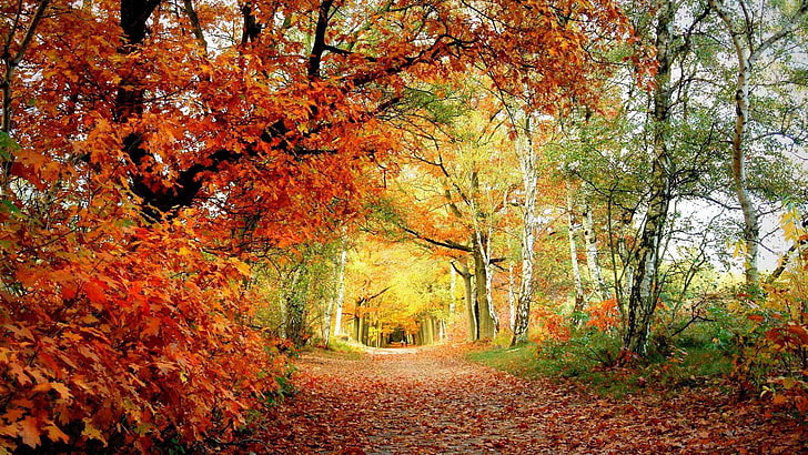 Nature, maple, november, autumn, fall, leaves, leaf, season, orange,  yellow, HD wallpaper | Wallpaperbetter