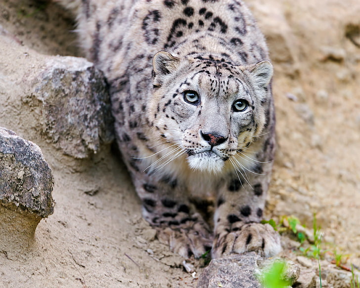 Léopard brun et noir, chat, regard, visage, IRBIS, léopard des neiges, © Tambako Le Jaguar, Fond d'écran HD