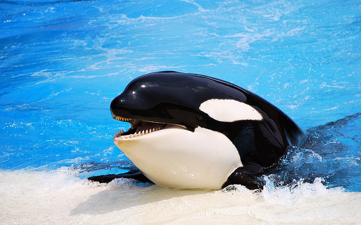 วอลล์เปเปอร์ HD Killer Whale-Animal, orca สีดำและสีขาว, วอลล์เปเปอร์ HD