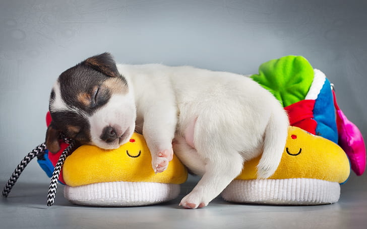 Cute Puppy Sleeping, puppy, puppies, HD wallpaper