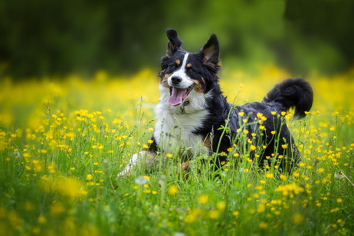 joy, flowers, dog, meadow, walk, Bernese mountain dog, HD wallpaper