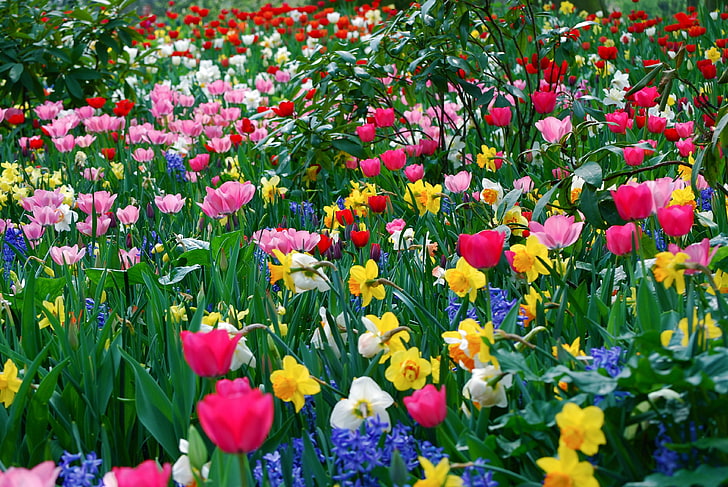 разноцветные цветы обои, тюльпаны, нарциссы, цветы, луг, красота, весна, HD обои
