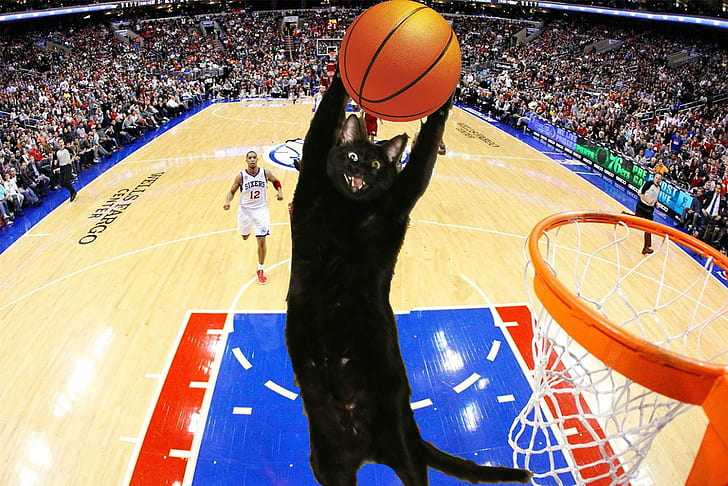 Basketball, cat, cats, funny, humor, Lol, HD wallpaper