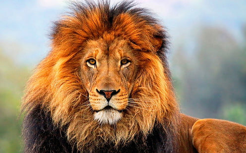 Lion Wallpapers Hd Animals 3840 × 2400, Fond d'écran HD HD wallpaper