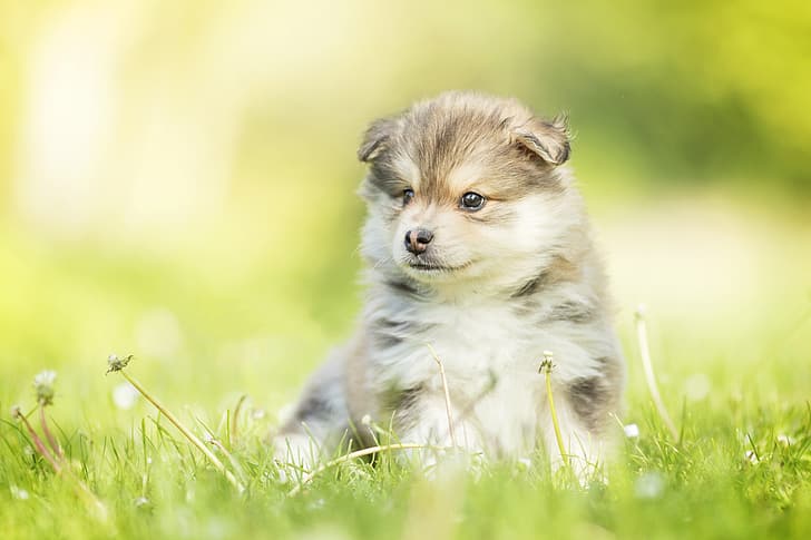 dog, baby, puppy, dandelions, bokeh, Finnish lapphund, HD wallpaper