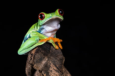 зелена дървесна жаба върху кафяв каменен фрагмент, червеноока дървесна жаба, червеноока дървесна жаба, червеноока дървесна жаба, Изследвана, зелена дървесна жаба, кафяв камък, фрагмент, земноводни, Agalychnis callidryas, Борнмут, жаба, животно, природа, дърво жаба, дива природа, едър план, HD тапет HD wallpaper