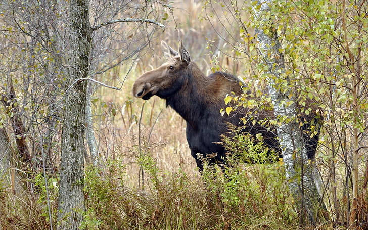 black and brown animal, moose, trees, autumn, HD wallpaper