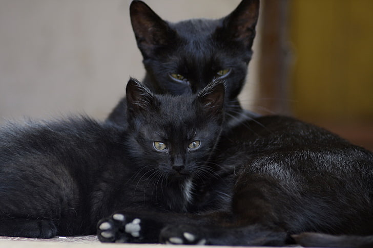 två svarta katter med kort päls, svarta katter, familj, kattunge, look, HD tapet
