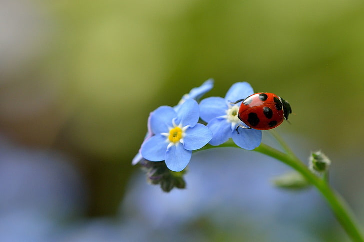 red lady bug, ladybug, flower, macro, insect, HD wallpaper