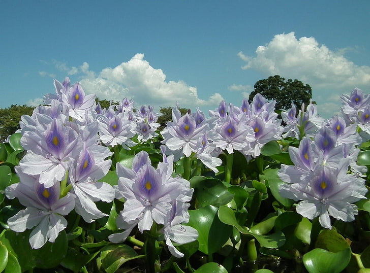 white-and-purple water hyacinths, flowers, sky, foliage, clouds, nature, HD wallpaper