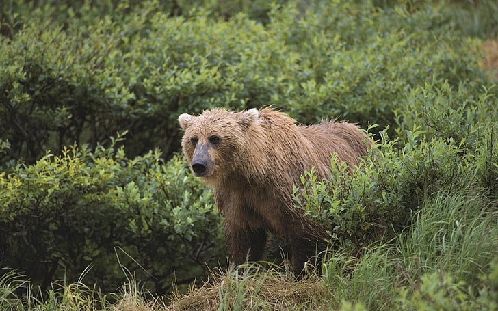 brown bear, bear, grass, gait, HD wallpaper