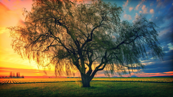 zielone drzewo, drzewa, zachód słońca, poranek, Tapety HD