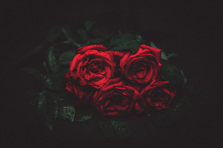 rosas, gotas, brotes, fondo oscuro, Fondo de pantalla HD
