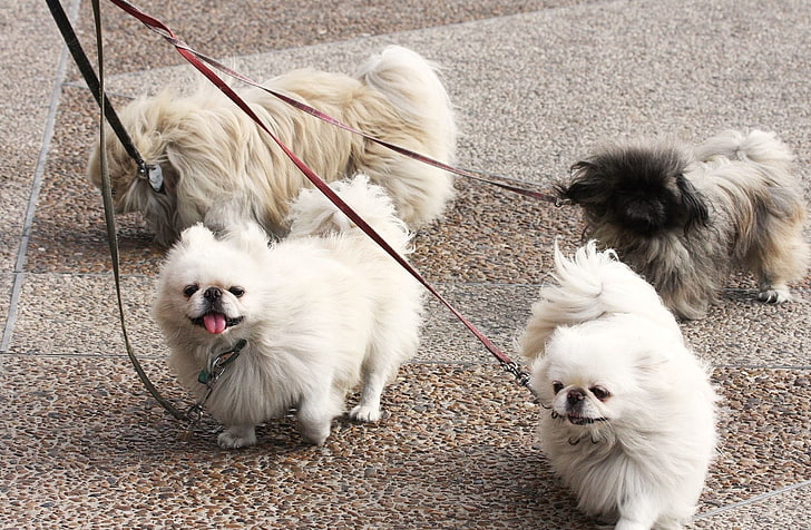 Hund, Pekingese, Walk, Leads, HD tapet