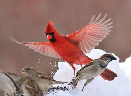 Червена кардинална птица, зима, врабче, крила, птица, кардинал, HD тапет HD wallpaper