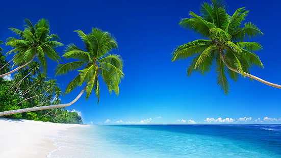 orilla del mar bajo cielo despejado, playa tropical, 5k, fondo de pantalla 4k, 8k, paraíso, palmeras, mar, azul, Fondo de pantalla HD HD wallpaper