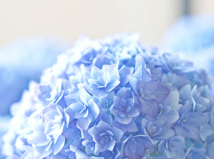 Blue Hortensia Flower HD Wallpaper, blue petaled flowers, Aero, Macro, Blue, Flower, Light, hortensia, HD wallpaper
