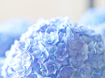 Blue Hortensia Flower HD Wallpaper, flores de pétalos azules, Aero, Macro, Azul, Flor, Luz, hortensia, Fondo de pantalla HD HD wallpaper