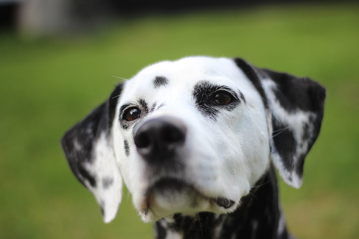adult white and black Dalmatian, dalmatian, dog, muzzle, spotted, HD wallpaper