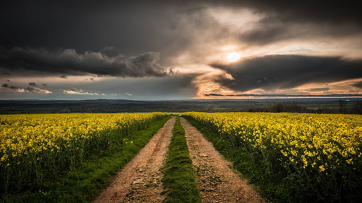 rapefield, dirt road, cloudy sky, field, yellow flowers, cloudy, canola, sunset, rapeseed, crop, mustard plant, HD wallpaper