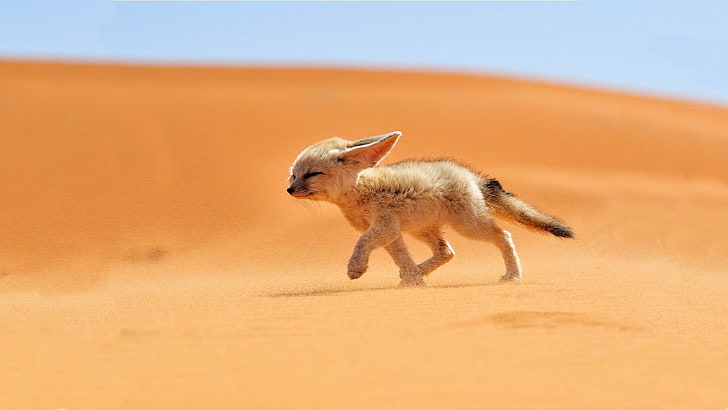 brown animal, brown and black animal walking on desert, sand, animals, desert, fox, fennec, nature, HD wallpaper