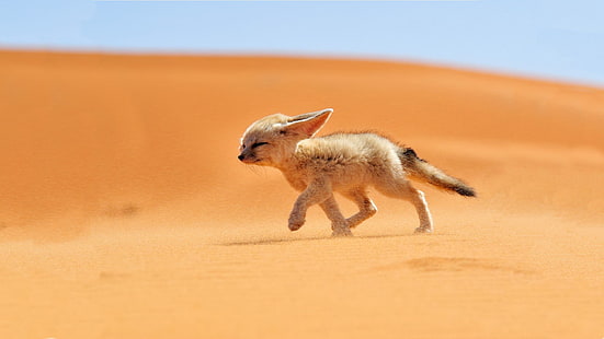 коричневое животное, коричневое и черное животное, идущее по пустыне, песок, животные, пустыня, лиса, фенек, природа, HD обои HD wallpaper