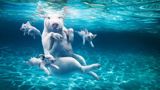 white pig and piglets, pig, water, dive, young, HD wallpaper HD wallpaper