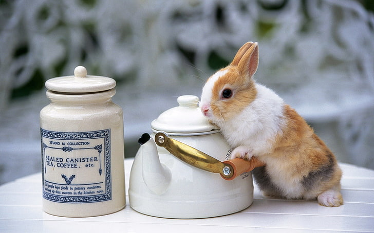 white and brown rabbit, rabbit, tea, beautiful, table, HD wallpaper