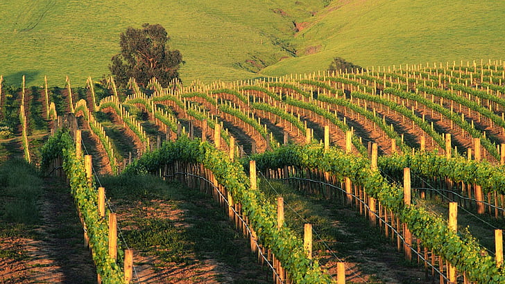 Waves Of Napa Vineyards In California, fields, hills, vineyards, sunset, nature and landscapes, HD wallpaper
