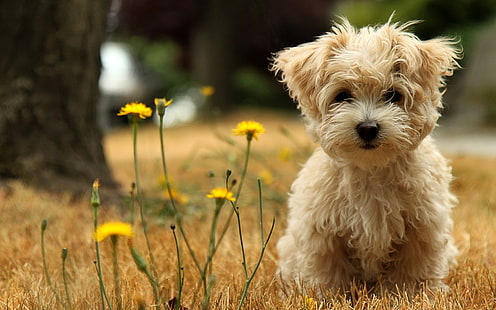 Cute dog, Cute, Dog, HD wallpaper HD wallpaper