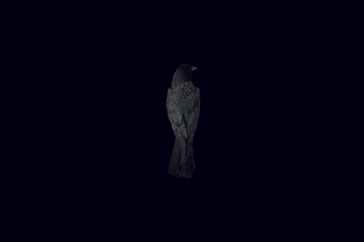 pássaro, corvo, fundo preto, HD papel de parede