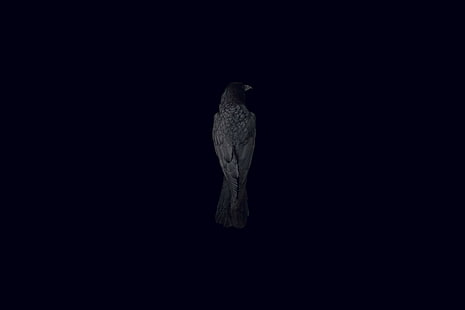 pássaro, corvo, fundo preto, HD papel de parede HD wallpaper