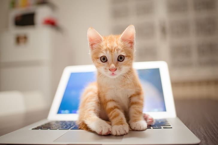 猫、猫、動物の赤ちゃん、子猫、ラップトップ、ペット、 HDデスクトップの壁紙