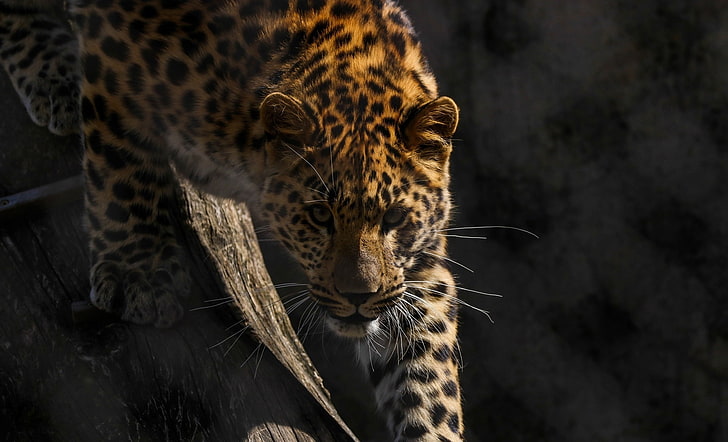 face, predator, grille, wild cat, looks, zoo, the Amur leopard, HD wallpaper